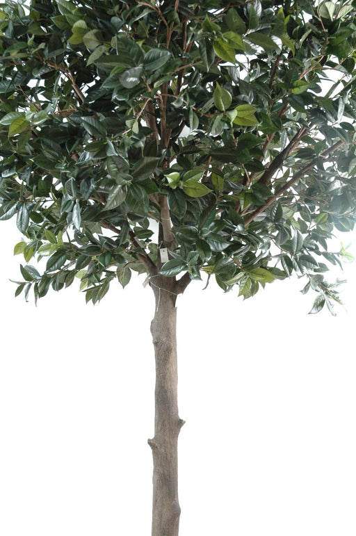 Kunstig Camellia Japonica Træ 300Cm Indvendig Dekoration