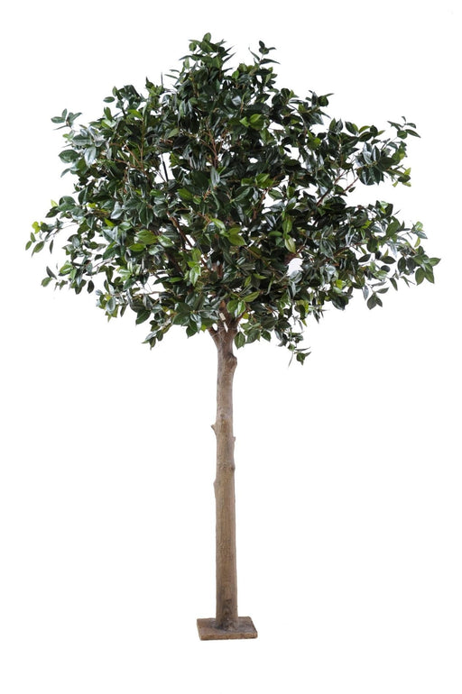 Kunstig Camellia Japonica Træ 300Cm Indvendig Dekoration