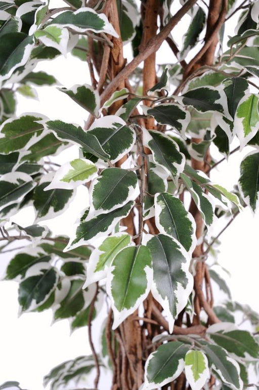 Kunstig Ficus Lianes Træ 210 Cm Indendørs Plante