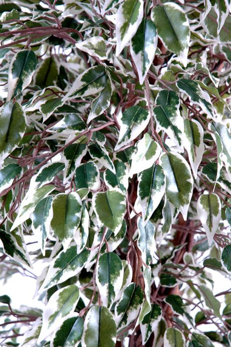 Kunstig Ficus Lianes Træ 210 Cm Indendørs Plante