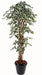 Kunstig Ficus Lianes Træ 210 Cm Indendørs Plante