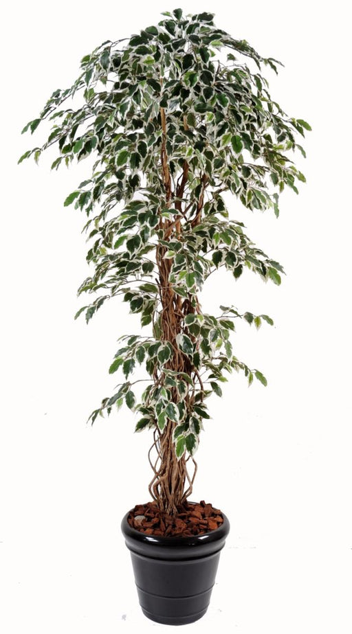 Kunstig Ficus Lianes Træ 210 Cm Indendørs Plante