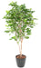 Kunstigt Bøgetræ Grandifolia 190 Cm Dekoration