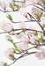 Kunstig Magnolia Tulipan Træ Fra Japan 230 Cm