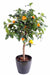 Kunstigt Appelsintræ Indendørs Potte 85 Cm