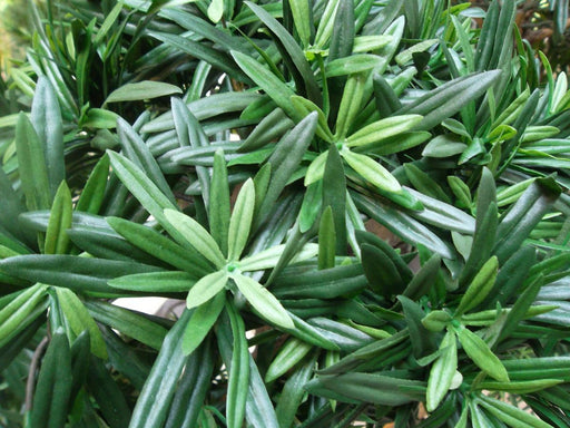 Kunstigt Podocarpus Træ 140 Cm Indendørs Indretning