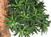 Kunstigt Podocarpus Træ Indendørs 110Cm