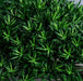 Kunstigt Træ Podocarpus Cloud Anti-UV 135Cm