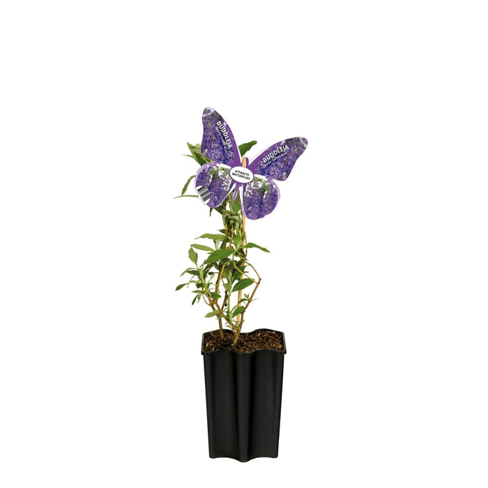 Blå Sommerfugletræ D15Cm H55Cm