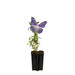Blå Sommerfugletræ D15Cm H55Cm