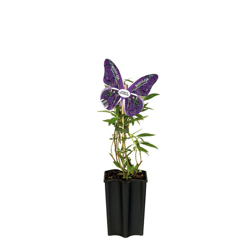 Lilla Sommerfugletræ D15Cm H55Cm