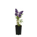 Lilla Sommerfugletræ D15Cm H55Cm