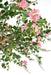 Kunstig Bougainvillea Træ 280 Cm Indendørs Pink