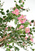 Kunstig Bougainvillea Træ 280 Cm Indendørs Pink