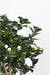 Kunstigt Camellia Træ 130Cm 8 Blomster Indendørs Hvid