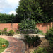Gotisk Pergola Havebue