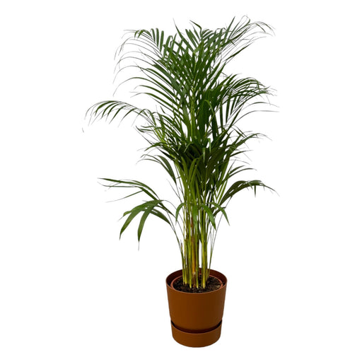Areca Palm - ↨110Cm - Ø21Cm Elho Brun Gryde Medfølger