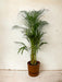 Areca Palm - ↨110Cm - Ø21Cm Elho Brun Gryde Medfølger