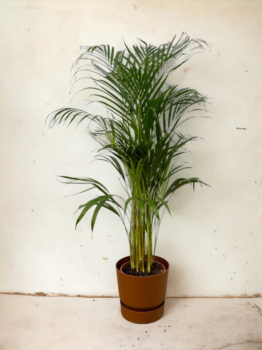 Areca Palm - ↨110Cm - Ø21Cm Elho Brun Gryde Medfølger