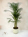 Areca Palm - ↨110Cm - Ø21Cm Potte Elho Vibes Hvid