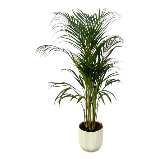 Areca Palm - ↨110Cm - Ø21Cm Potte Elho Vibes Hvid