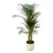 Areca Palm - ↨110Cm - Ø21Cm Potte Elho Vibes Hvid