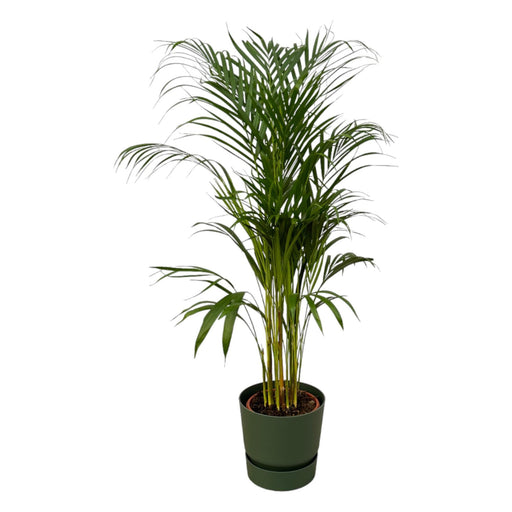 Areca Palm - ↨110Cm - Ø21Cm Inklusive Elho Greenville Rund Grøn D24Xh23