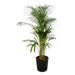 Areca Palm - ↨110Cm - Ø21Cm Inklusive Elho Greenville Round Zwart D24Xh23