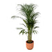 Areca Palm - ↨110Cm - Ø21Cm Inklusive Elho Vibes Fold Rund Roze D22Xh20