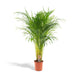 Areca Palm