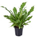 Asplenium 'Campio'