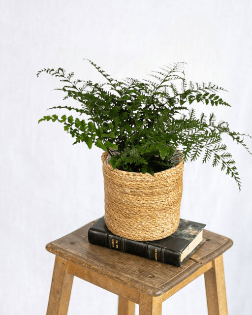 Asplenium Parvati