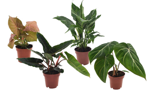 Sortiment Af 4 Premium Planter