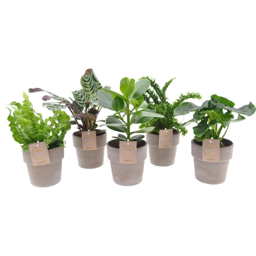 Sortiment Af 5 Planter Med Terracotta Potte