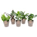 Sortiment Af 5 Planter Med Terracotta Potte