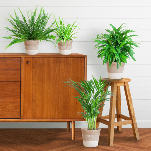 Sortiment Af 4 Kæledyrsvenlige Planter + Kurv
