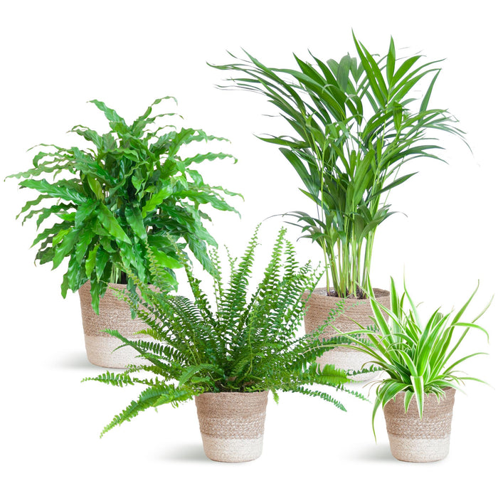 Sortiment Af 4 Kæledyrsvenlige Planter + Kurv