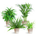 Sortiment Af 4 Kæledyrsvenlige Planter + Kurv