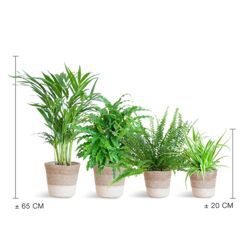Sortiment Af 4 Kæledyrsvenlige Planter + Kurv