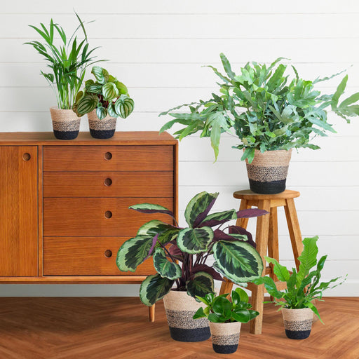 Sortiment Af 6 Kæledyrsvenlige Planter + Kurv
