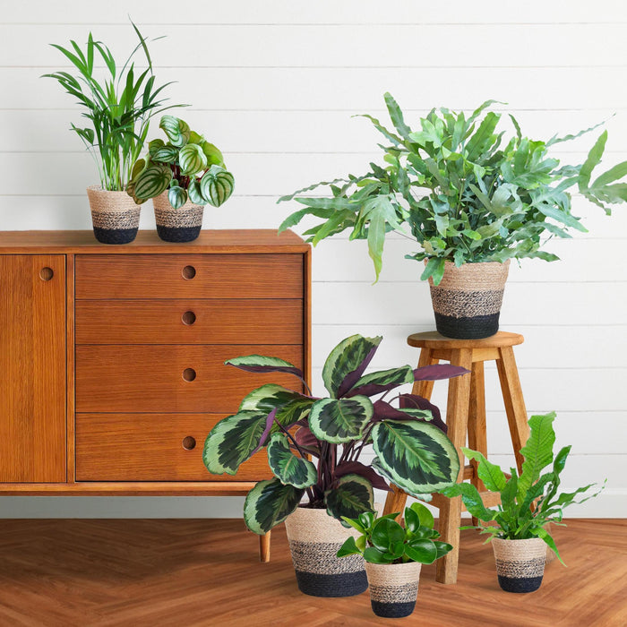 Sortiment Af 6 Kæledyrsvenlige Planter + Kurv