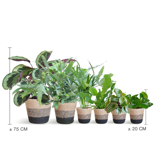 Sortiment Af 6 Kæledyrsvenlige Planter + Kurv