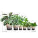 Sortiment Af 6 Kæledyrsvenlige Planter + Kurv