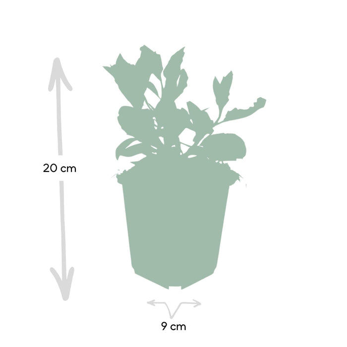 Aster Ageratoides 'Ashvi' - Sæt Med 6 Stk