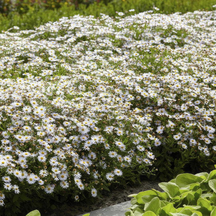 Aster Ageratoides 'Ashvi' - Sæt Med 6 Stk