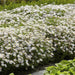 Aster Ageratoides 'Ashvi' - Sæt Med 6 Stk