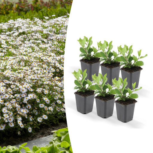 Aster Ageratoides 'Ashvi' - Sæt Med 6 Stk