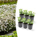 Aster Ageratoides 'Ashvi' - Sæt Med 6 Stk