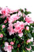 Kunstig Azalea På Lyserød Pæl 35 Cm Til Indendørs