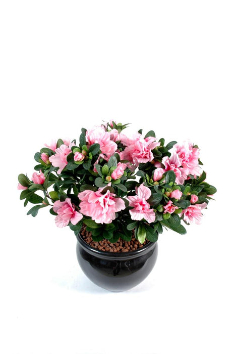 Kunstig Azalea På Lyserød Pæl 35 Cm Til Indendørs